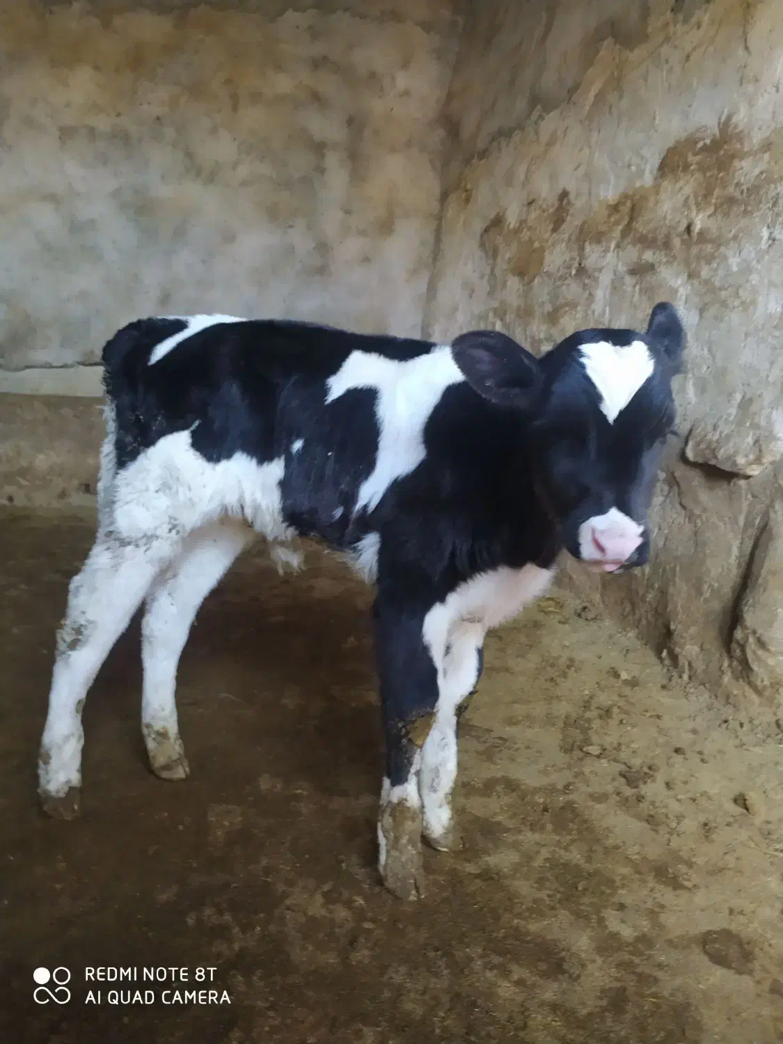 گوساله نر|حیوانات مزرعه|شیروان (خراسان), |دیوار