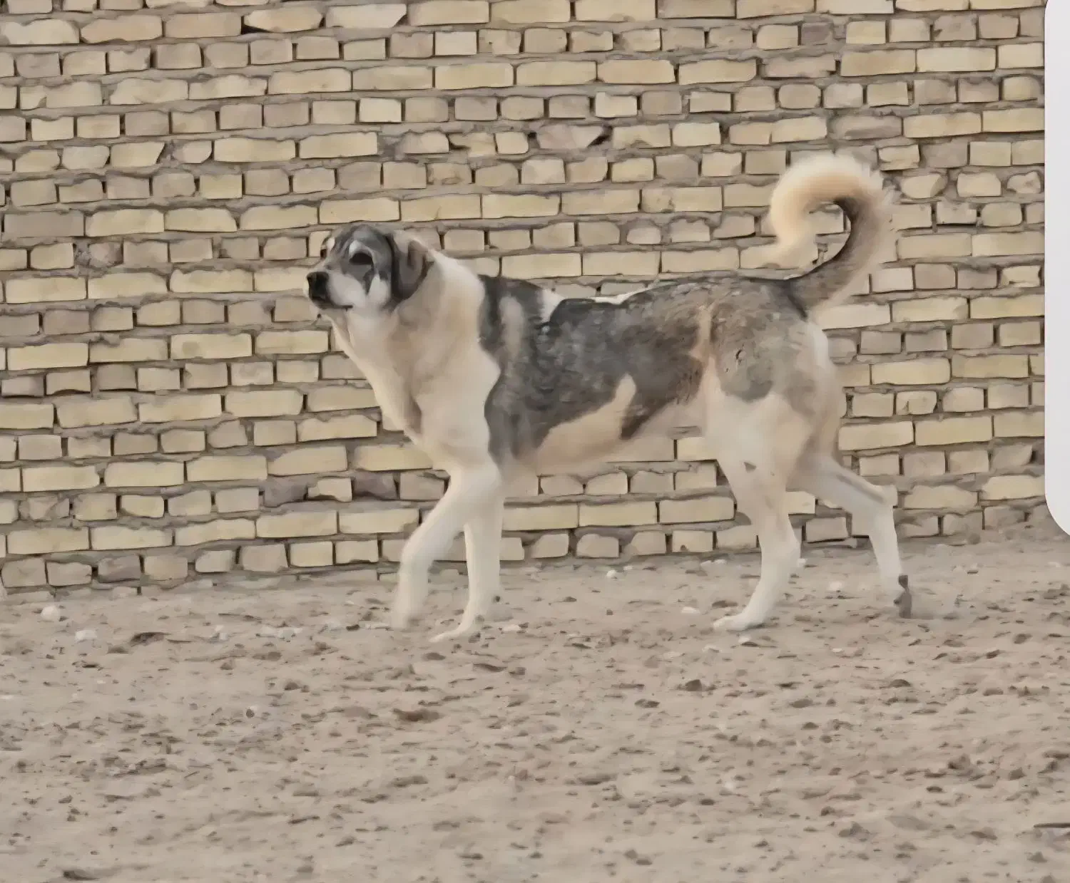 واگذاری سگ ماده پژدر ۱۹ ماهه|سگ|یزد, |دیوار