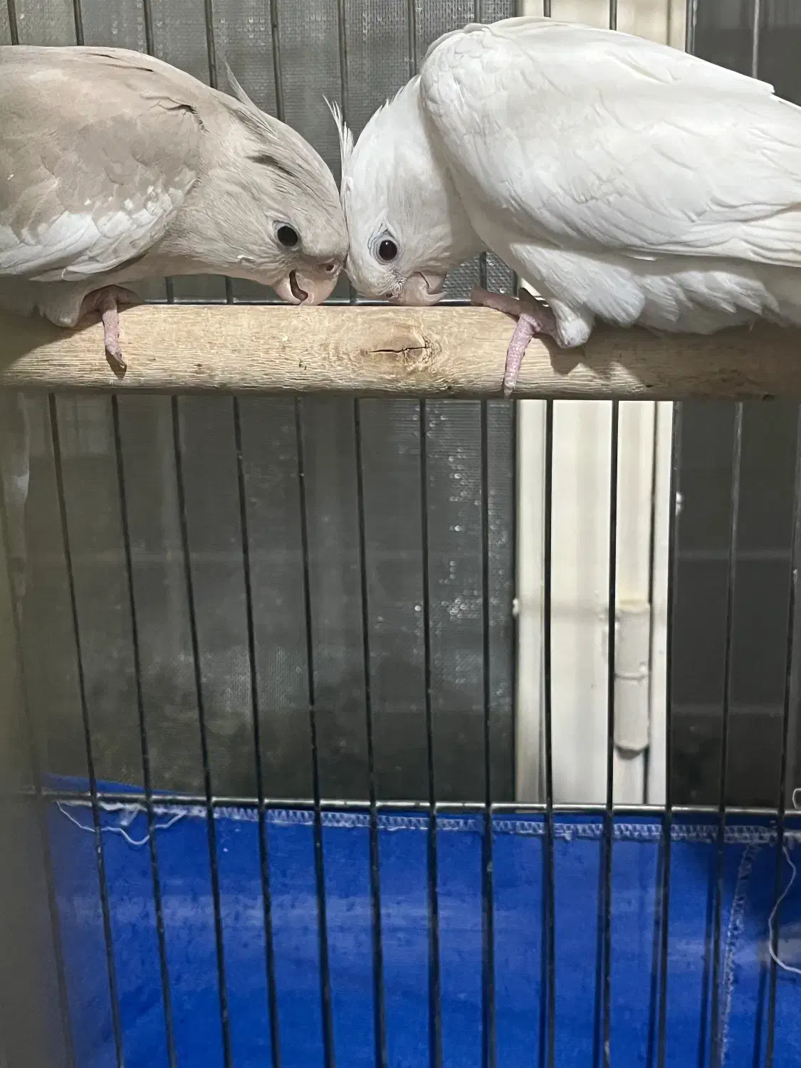 عروس هلندی|پرنده|ری, دولت‌آباد|دیوار