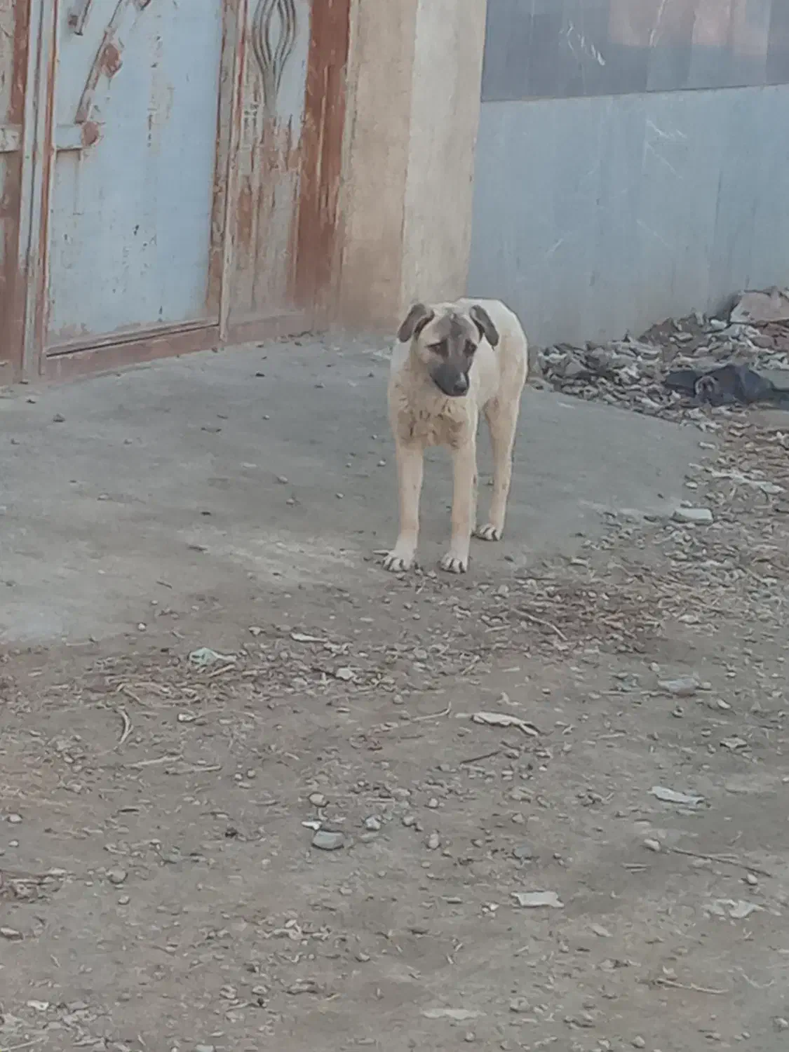 واگذاری توله نگهبان|سگ|هشتگرد, تهران دشت|دیوار