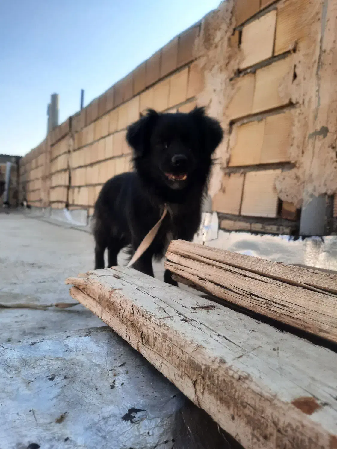 سگ پاکوتاه خانگی|سگ|تاکستان, |دیوار