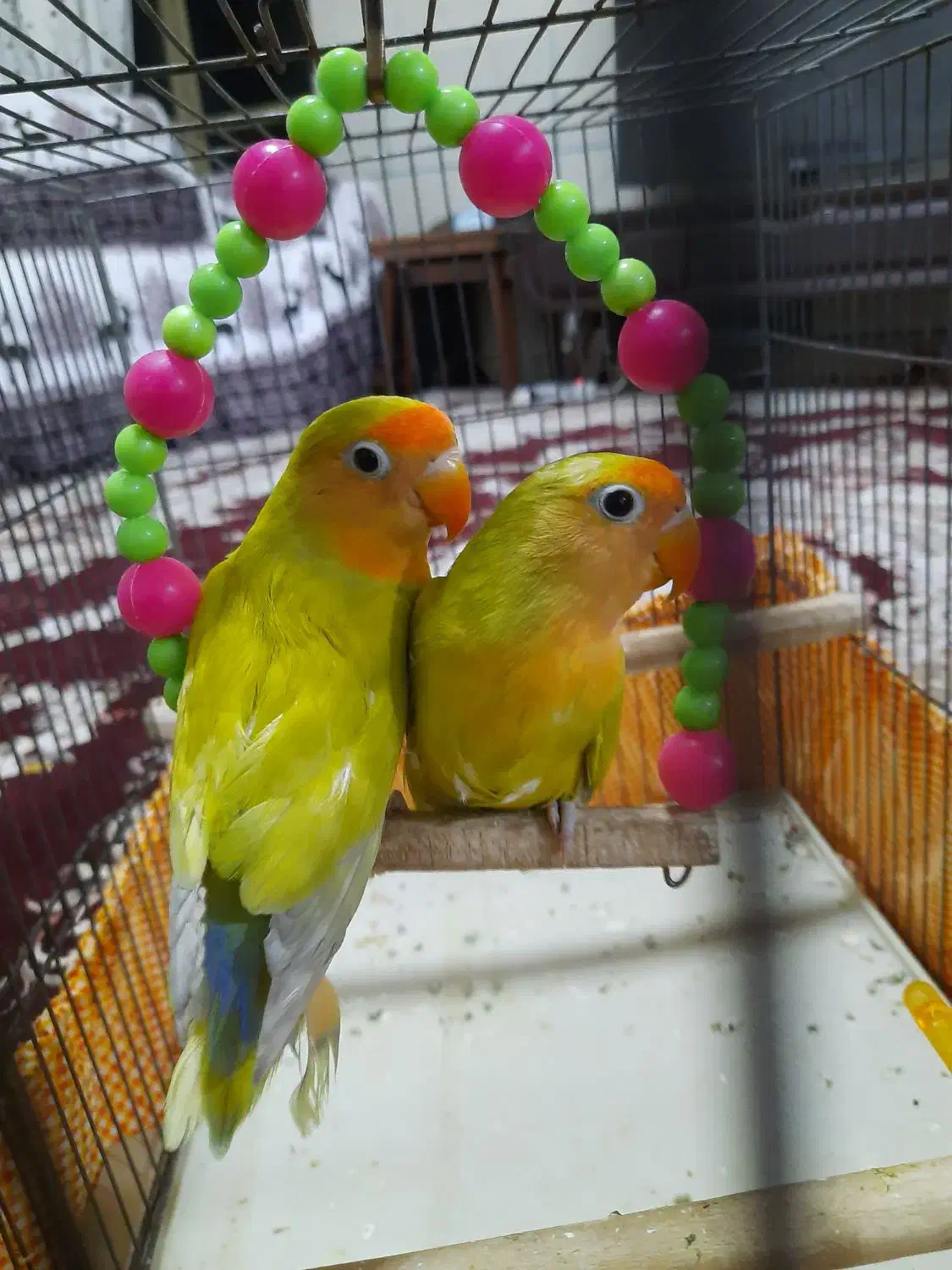 کوتوله برزیلی|پرنده|آباده, |دیوار