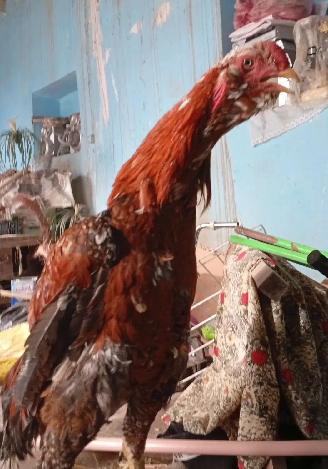 سالم|حیوانات|اردبیل, |دیوار