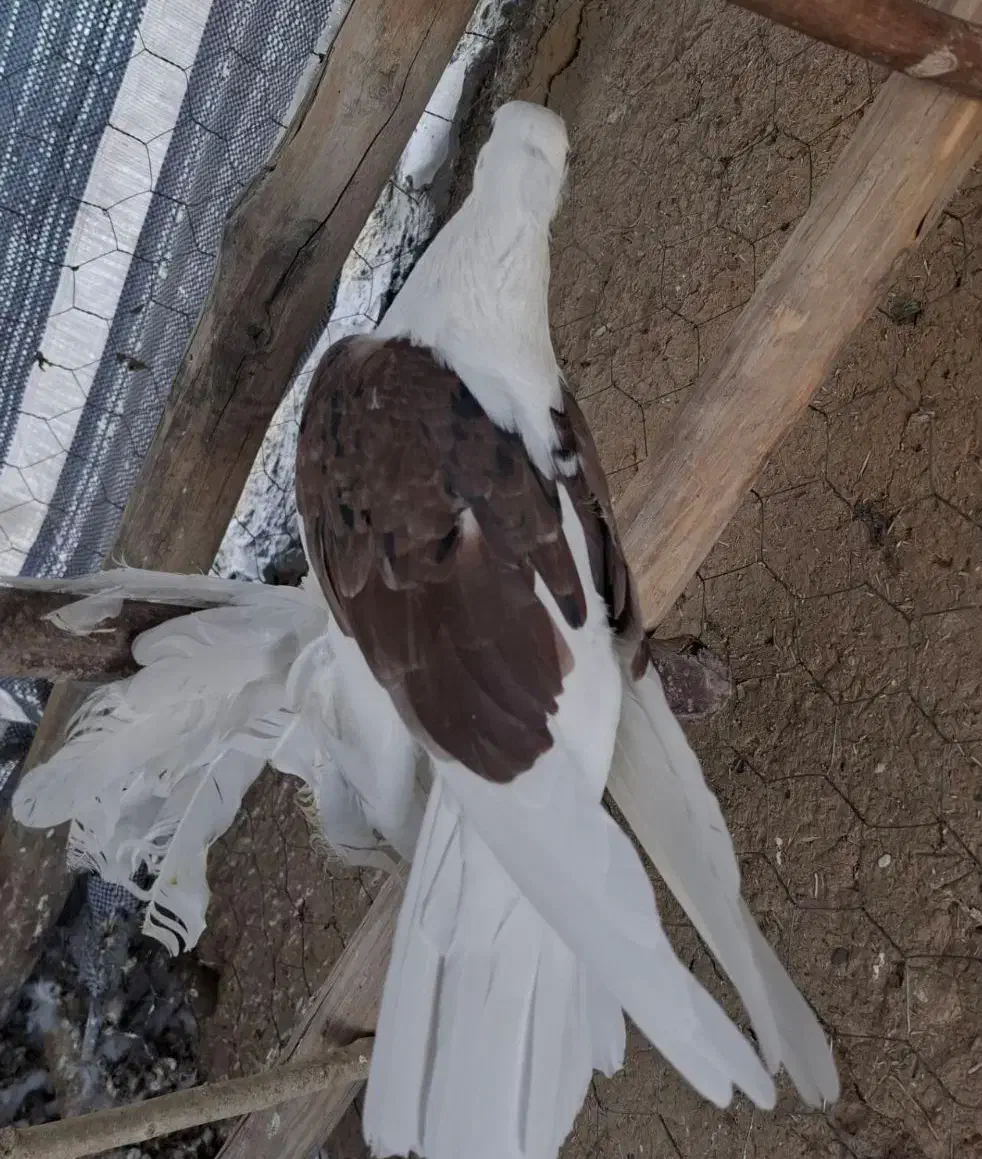 کبوتر پاپر|پرنده|لالجین, |دیوار