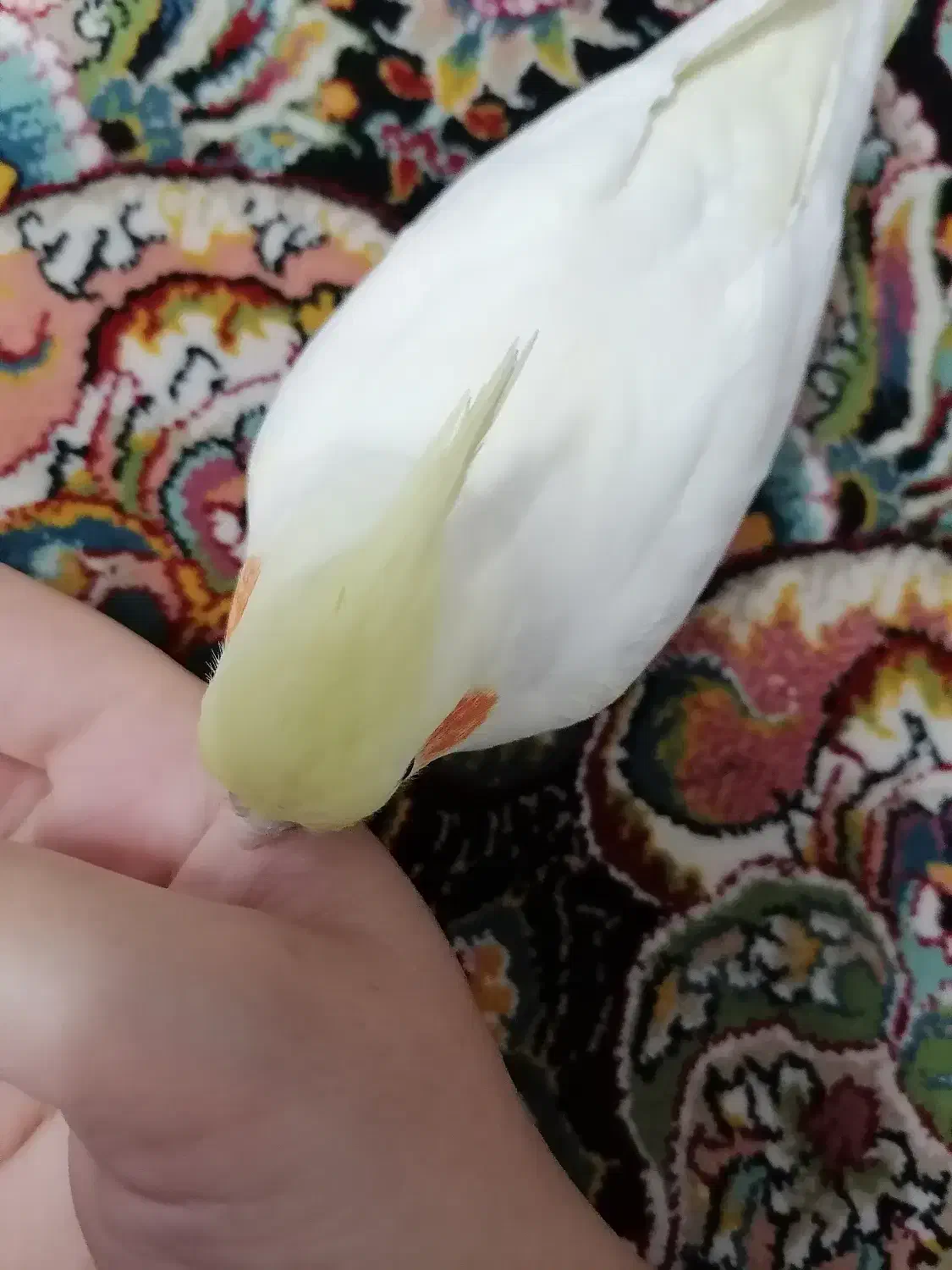 2تا عروس هلندی|پرنده|اسلام‌شهر, شهرک مهدیه|دیوار