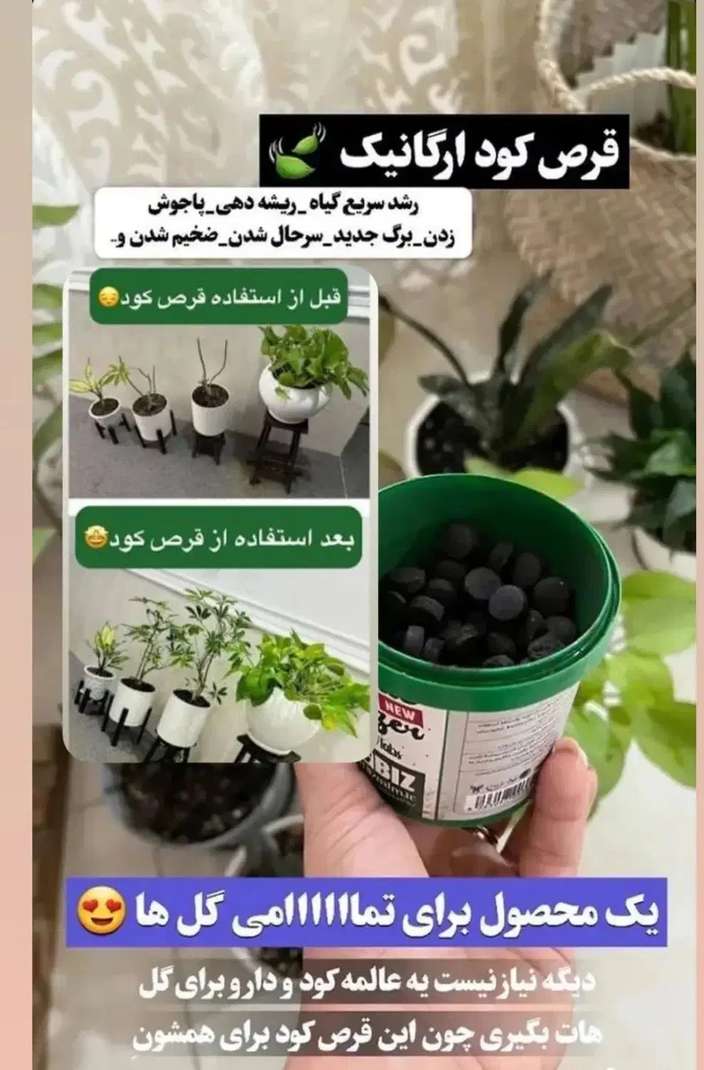 120عددقرص کودارگانیک|گل و گیاه طبیعی|آبیک, |دیوار