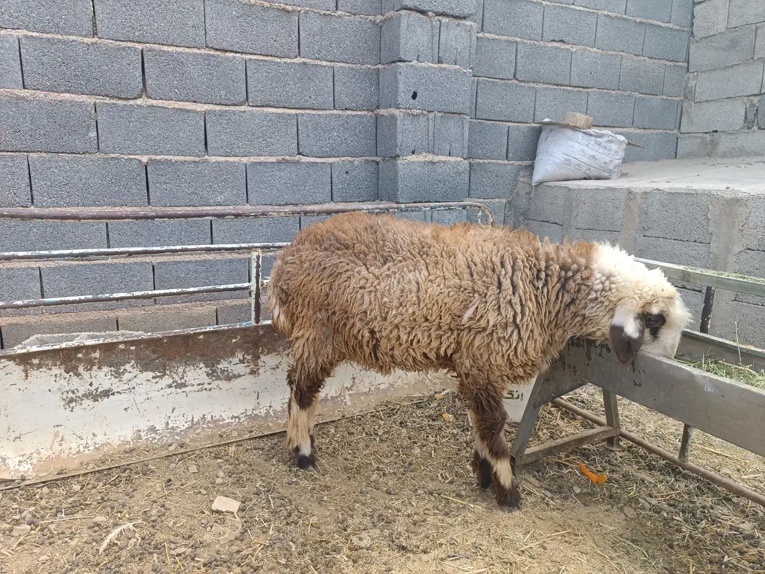 بره ماده ترکی|حیوانات مزرعه|نجفآباد, جلال آباد|دیوار