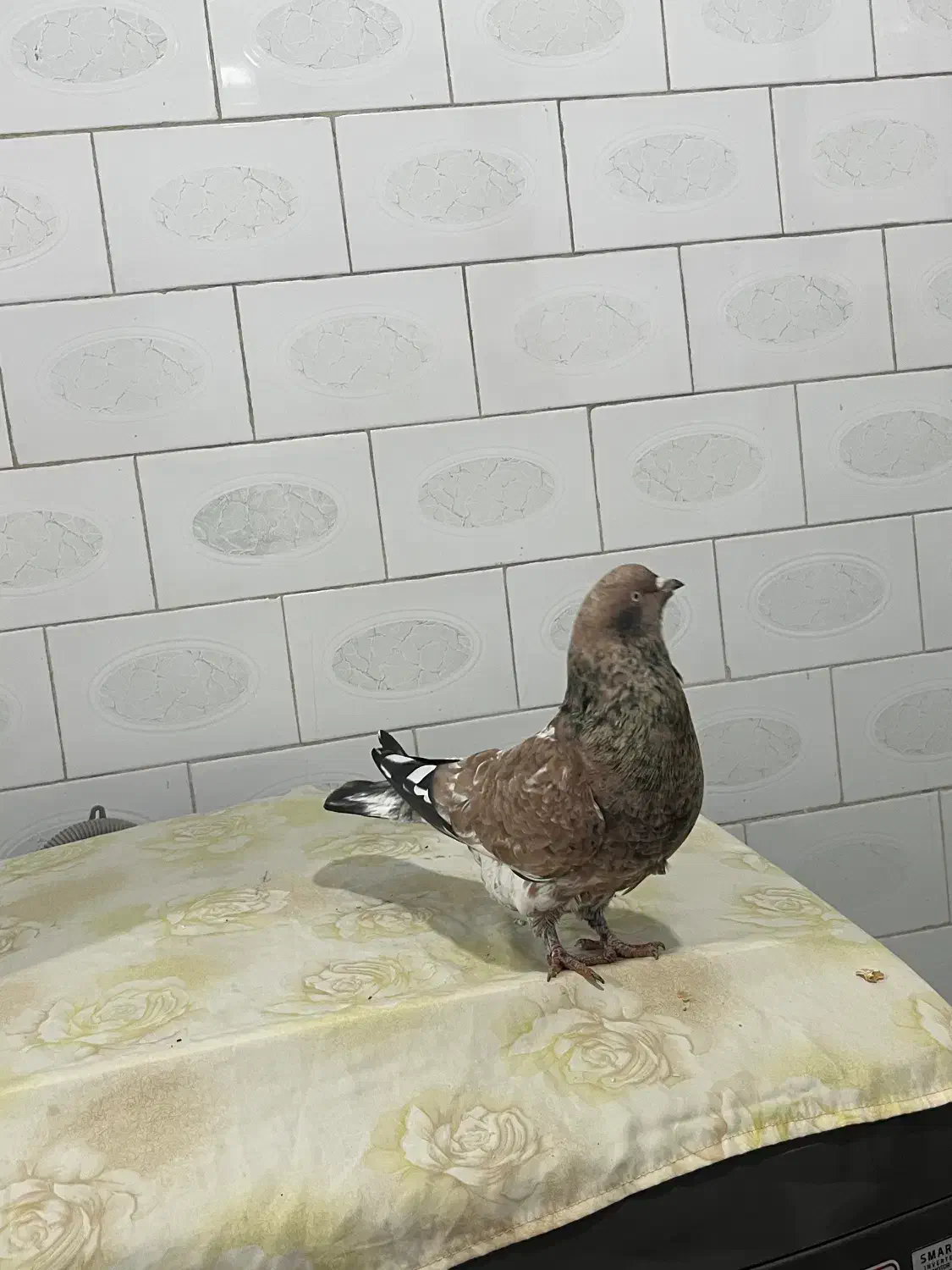 کله ای معاوضه با ماده کله ای|پرنده|اهواز, گلستان|دیوار