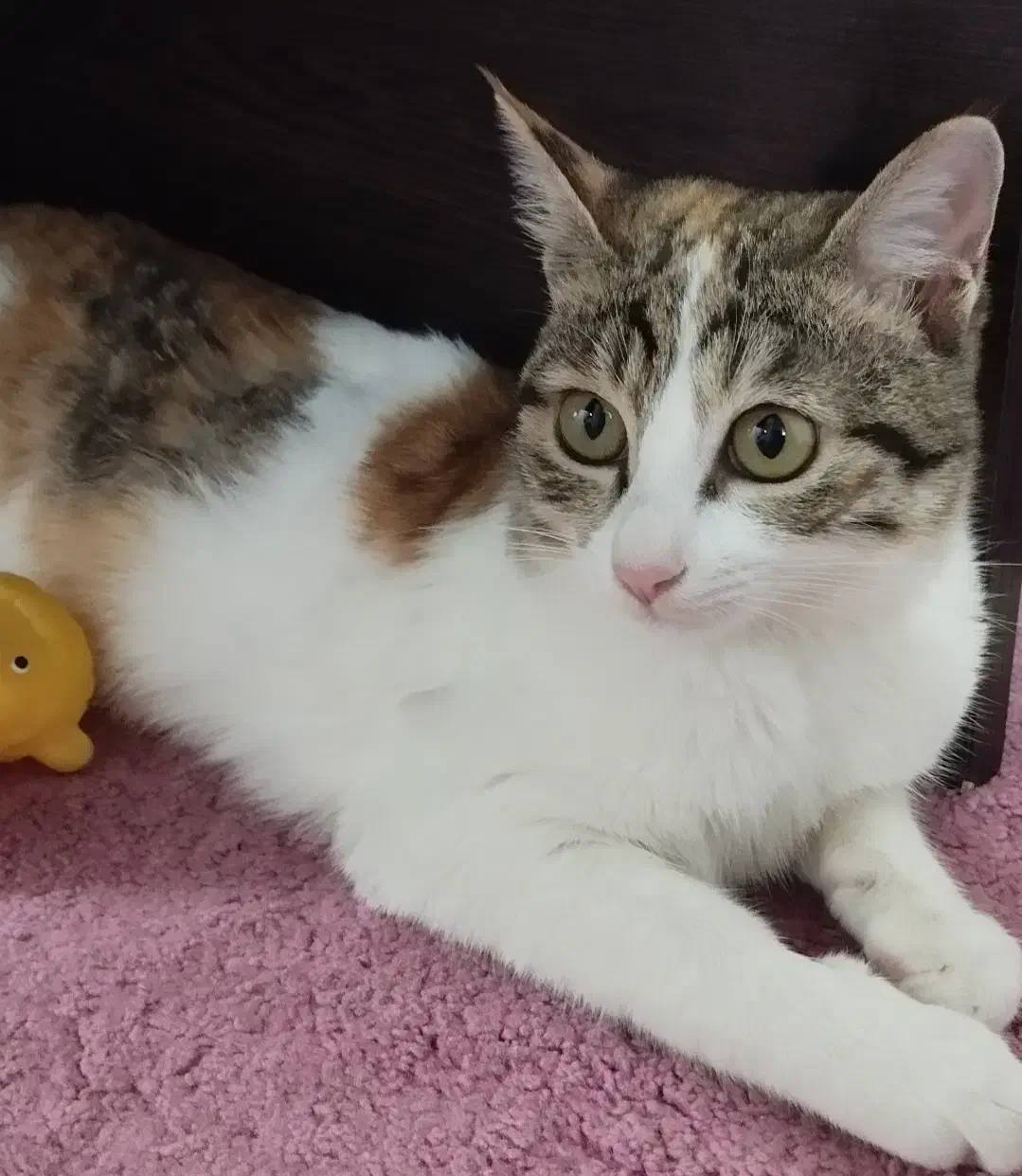 گربه خانگی دستی|حیوانات|ایذه, |دیوار