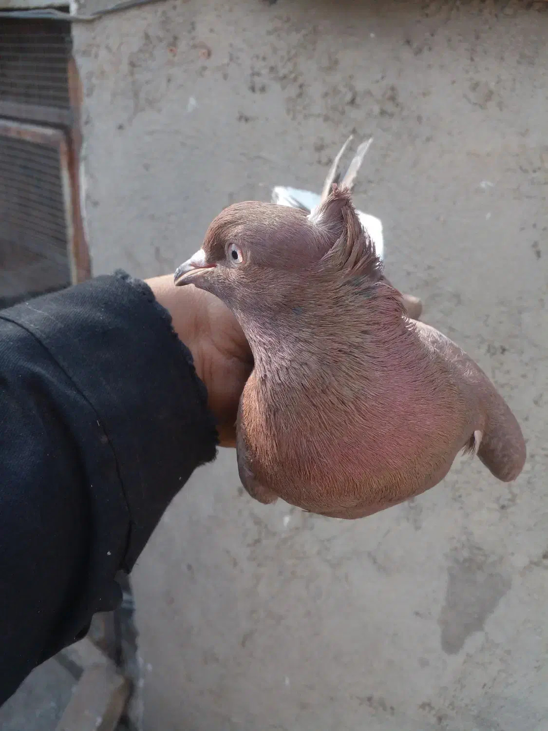 کبوتر رنگی|پرنده|قزوین, |دیوار