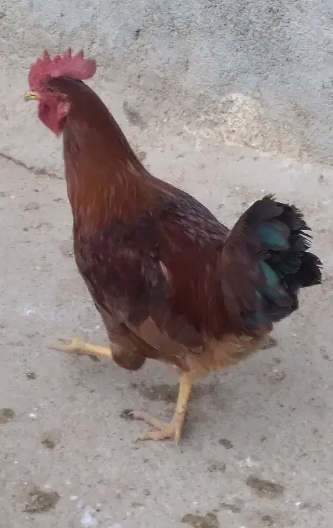 خروس محلی|حیوانات مزرعه|بیرانوند, |دیوار