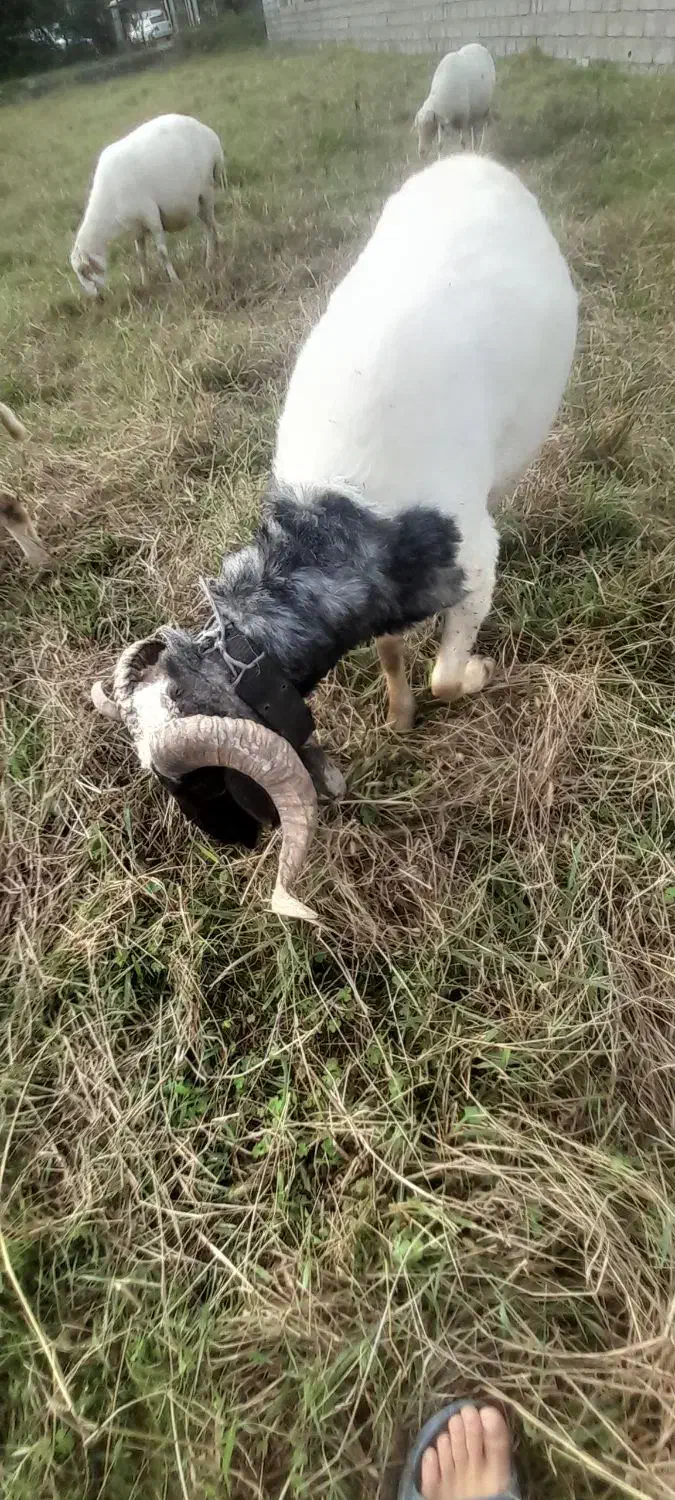 زیر قیمت بازار|حیوانات مزرعه|اسالم, |دیوار