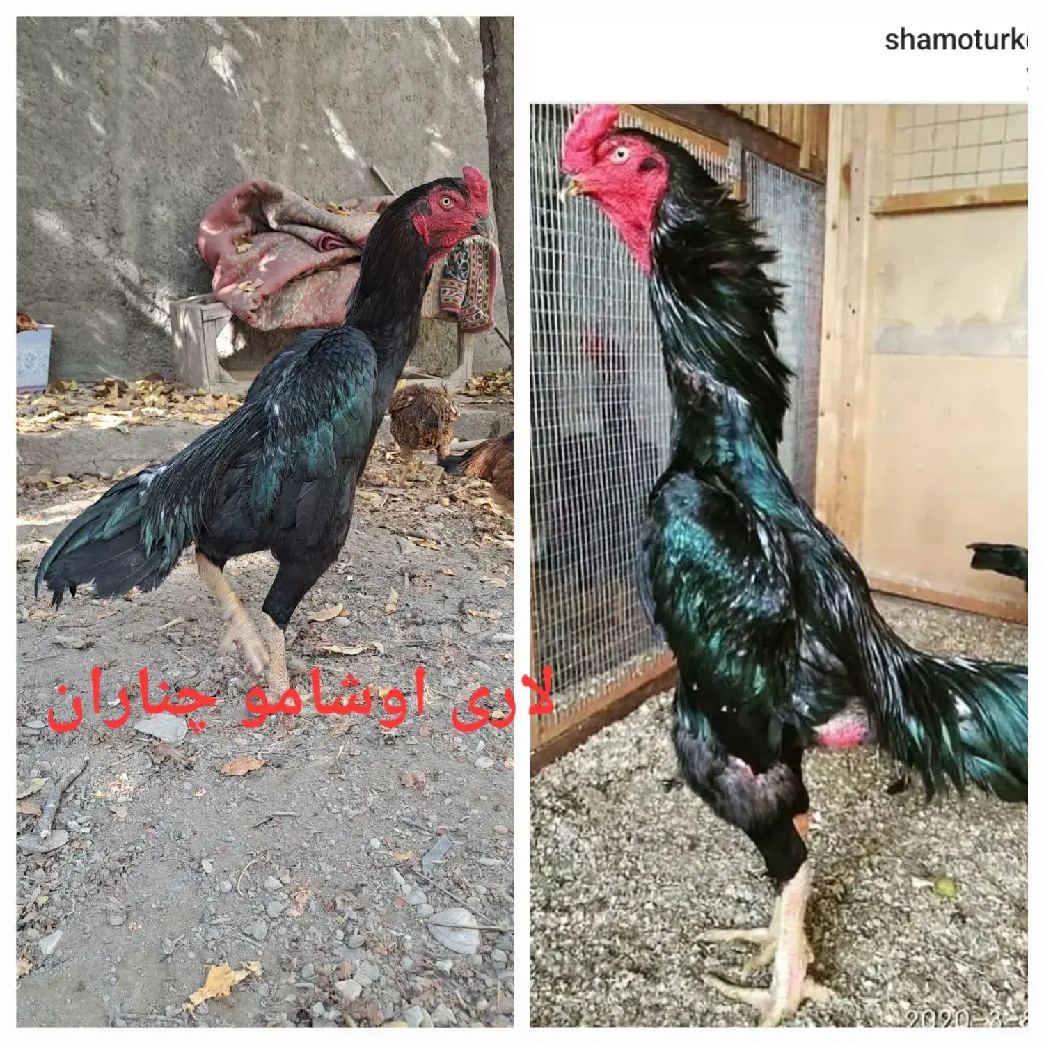 تخم مرغ نطفه دار  خروس اشامو و مرغ لاری|حیوانات مزرعه|چناران, |دیوار