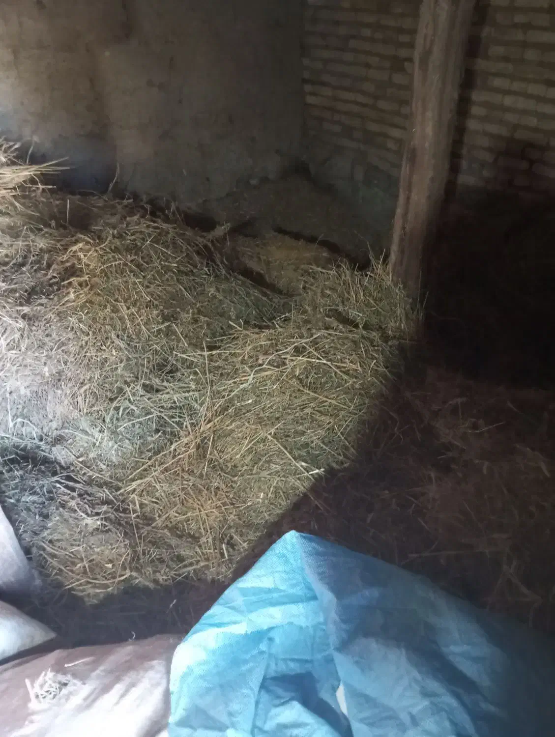 علوفه فله ای. ودوباردان کاه|لوازم جانبی حیوانات|اهر, |دیوار