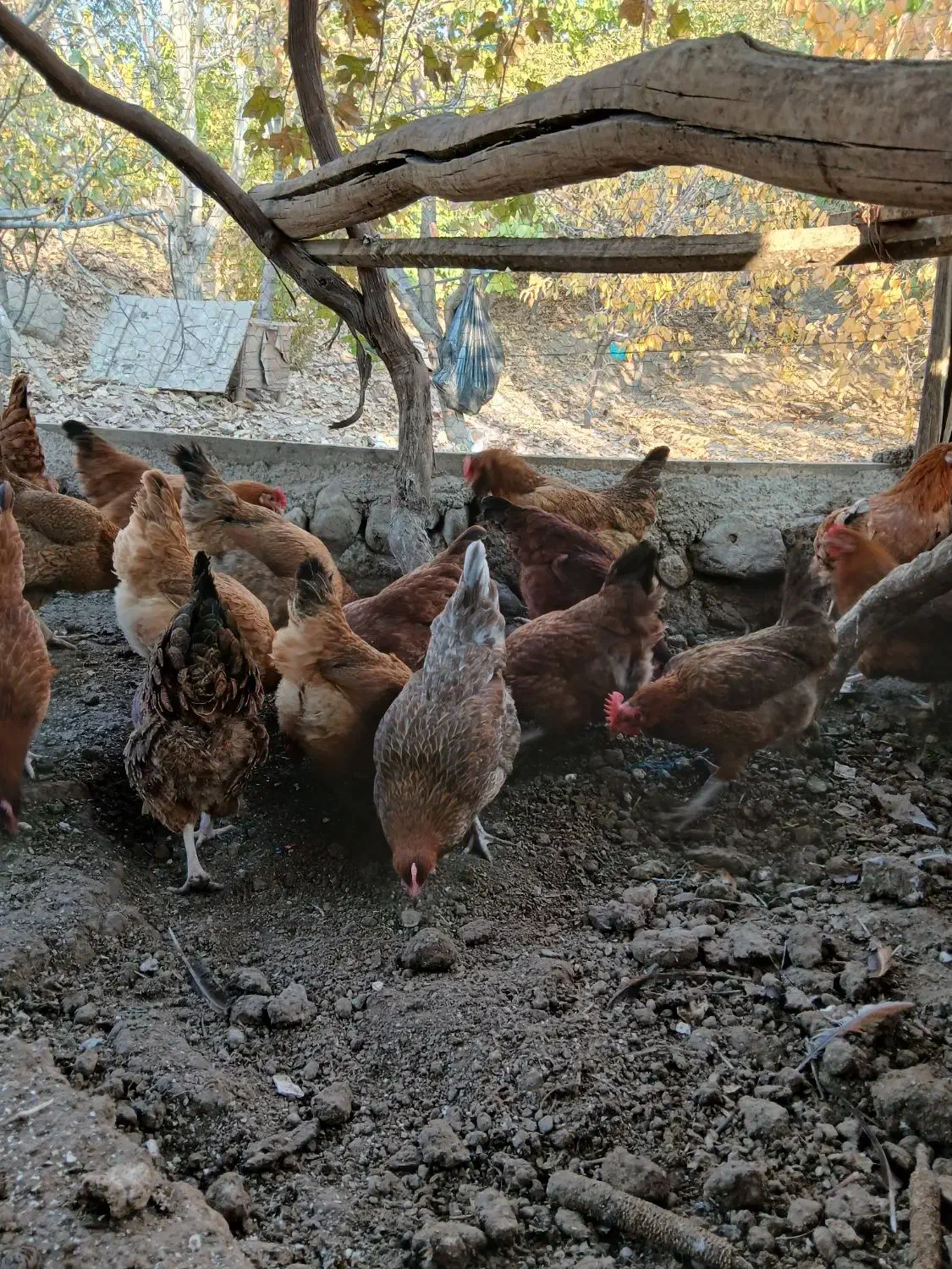 مرغ محلی تخمگذار|حیوانات مزرعه|هشتگرد, هیو|دیوار