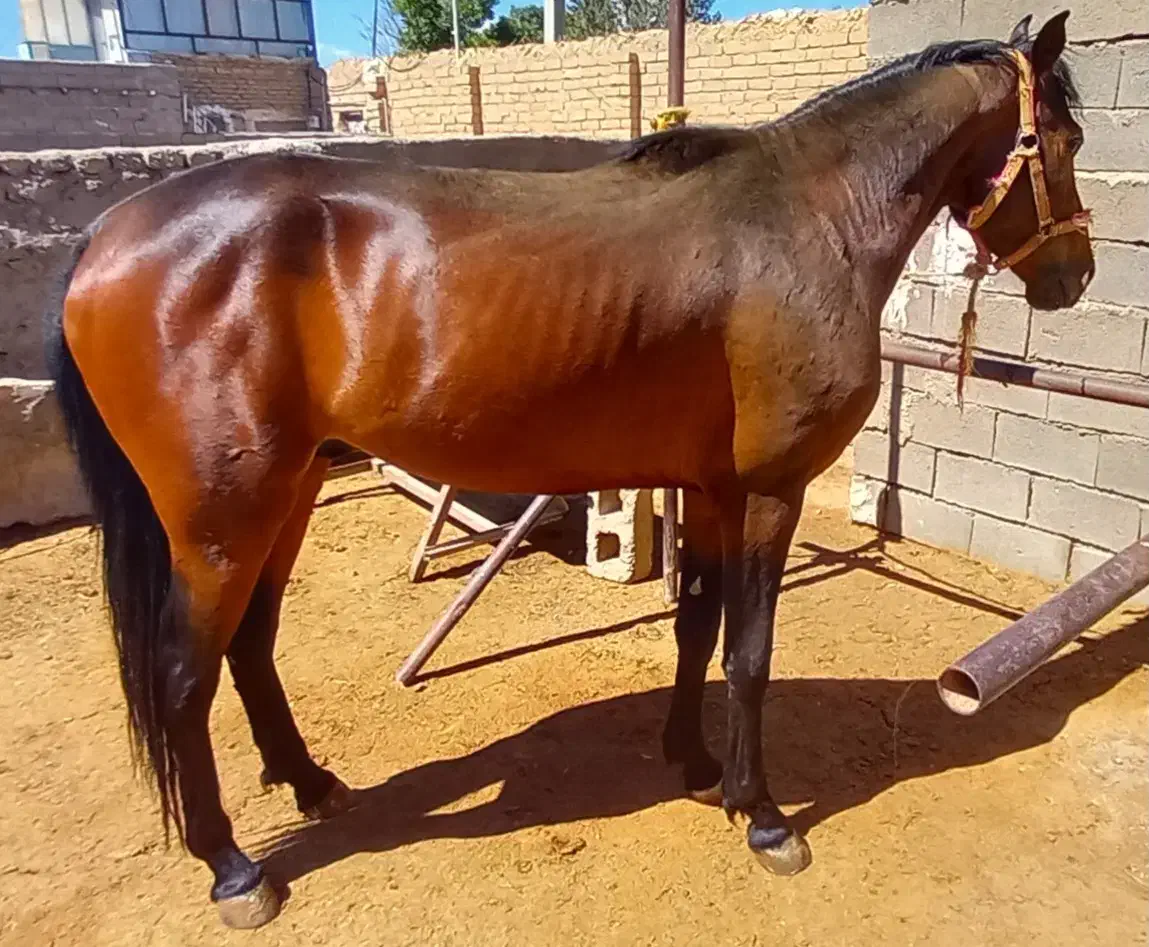 اسب نژاد ترکمن|اسب و تجهیزات اسب‌سواری|دامغان, |دیوار