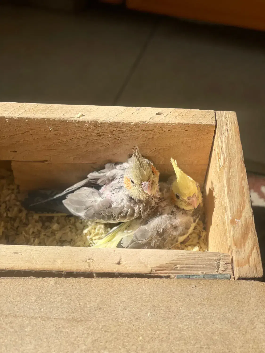 جوجه عروس هلندی سرلاکی و نرم خور|پرنده|قدس, شهر‌قدس|دیوار