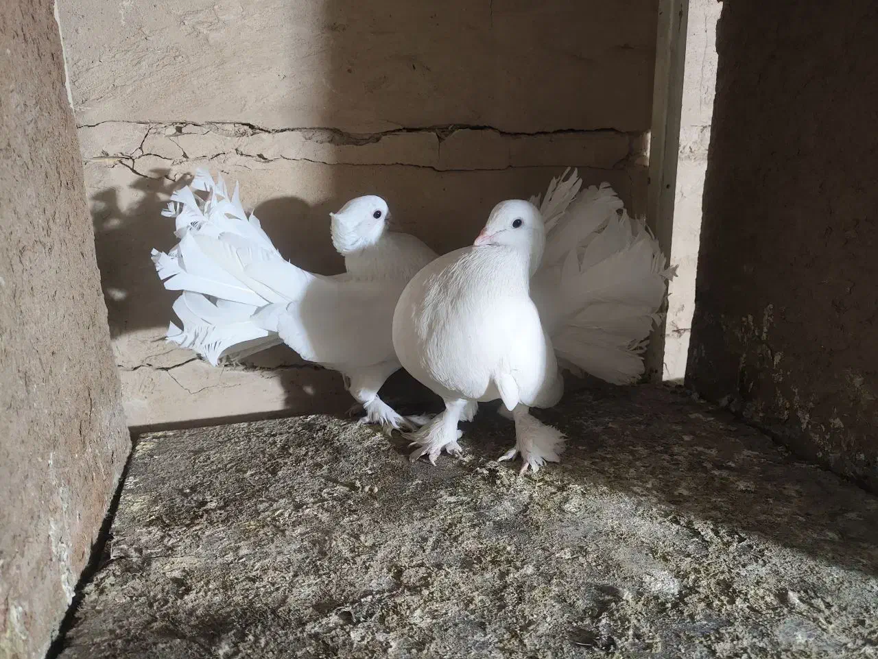 یهودی|پرنده|قم, شهرک توانیر|دیوار