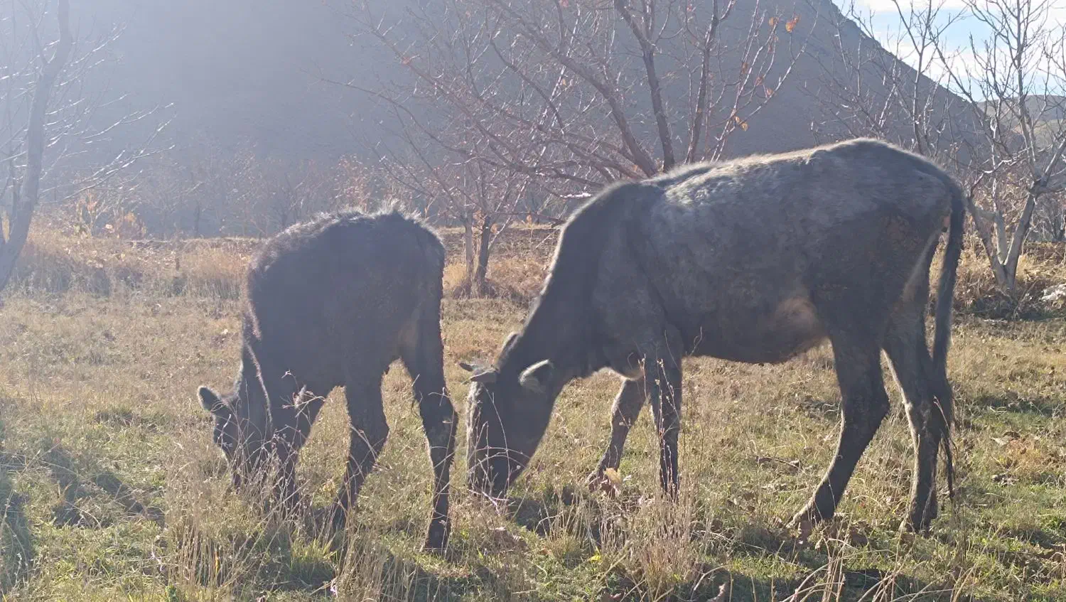 گاو و گوساله جوان|حیوانات مزرعه|قروه, |دیوار