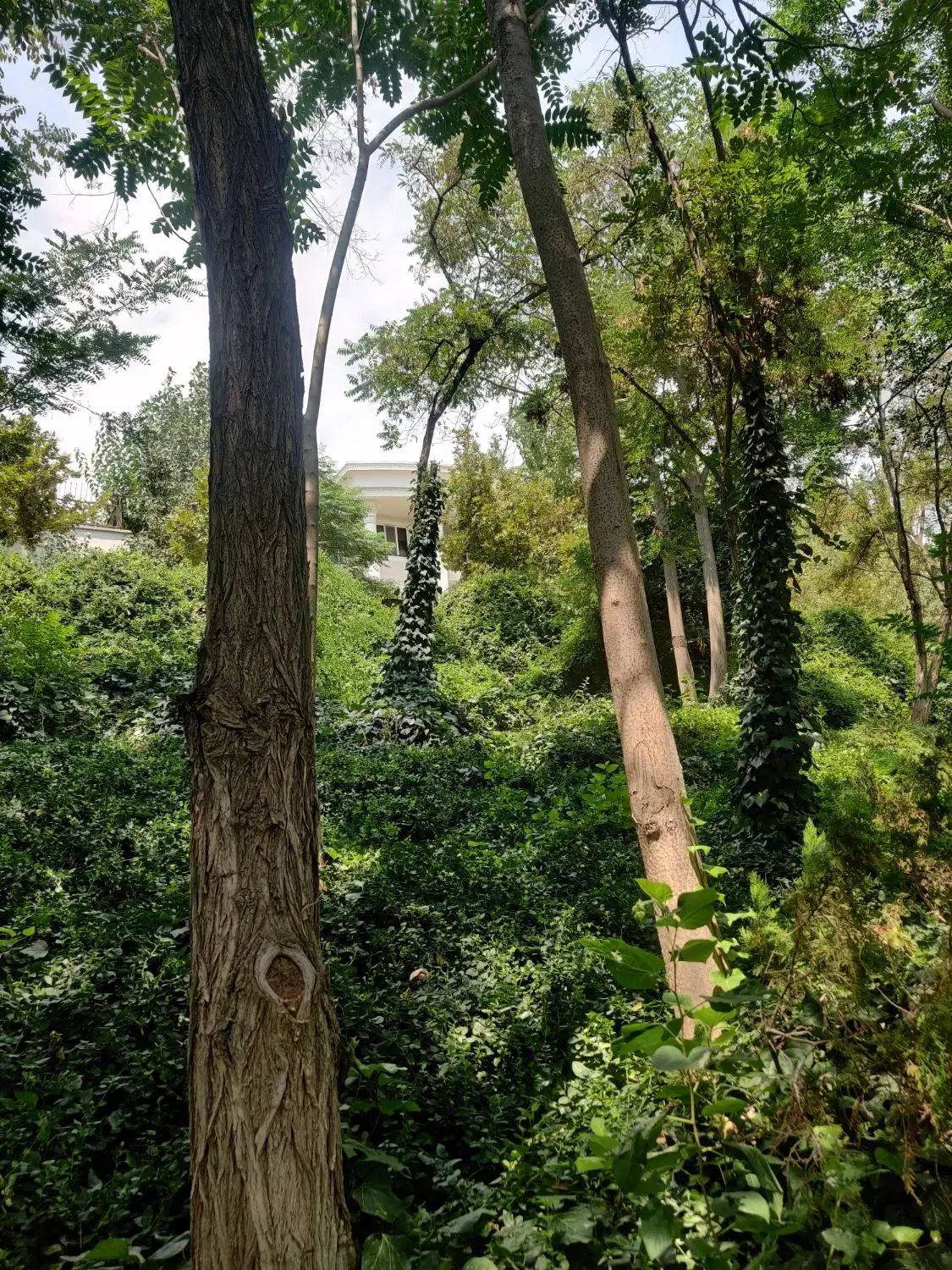 سعادت‌آباد‌ ۱واحد از ۲واحد با قدرالسهم ارزنده|فروش آپارتمان|تهران, پرواز|دیوار