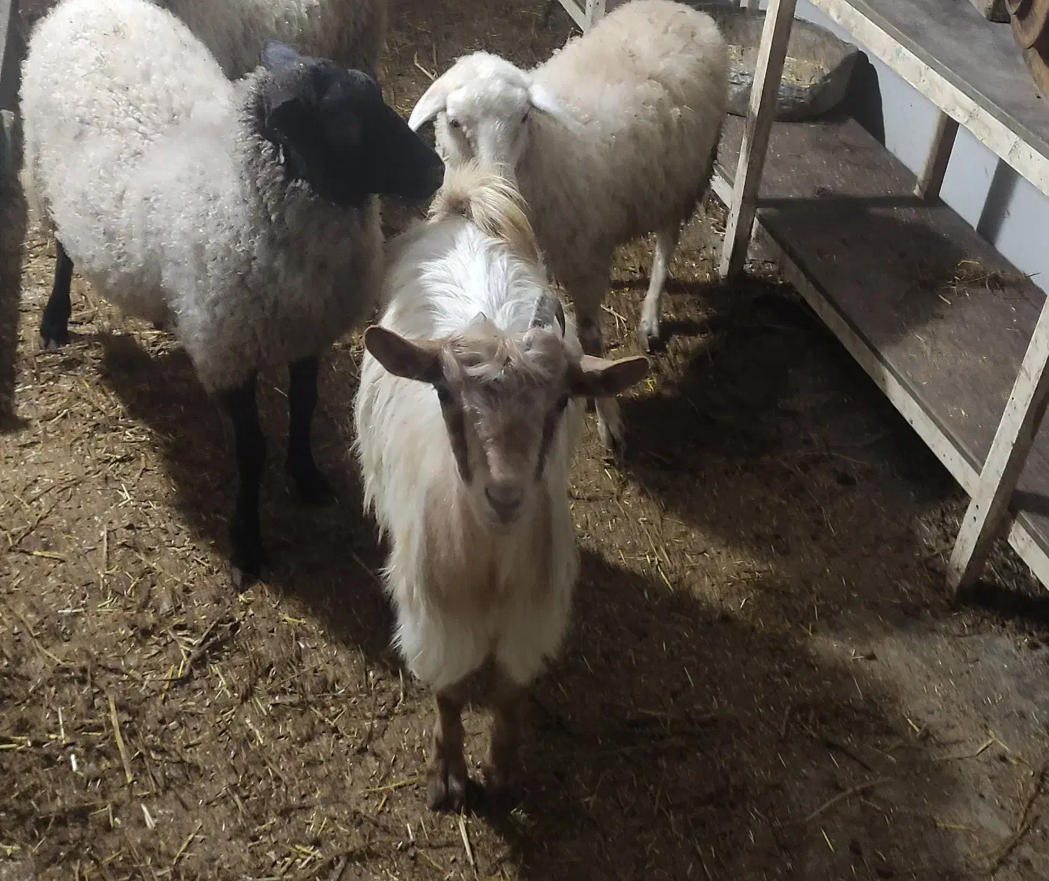 بره بز نر و ماده|حیوانات مزرعه|دابودشت, |دیوار