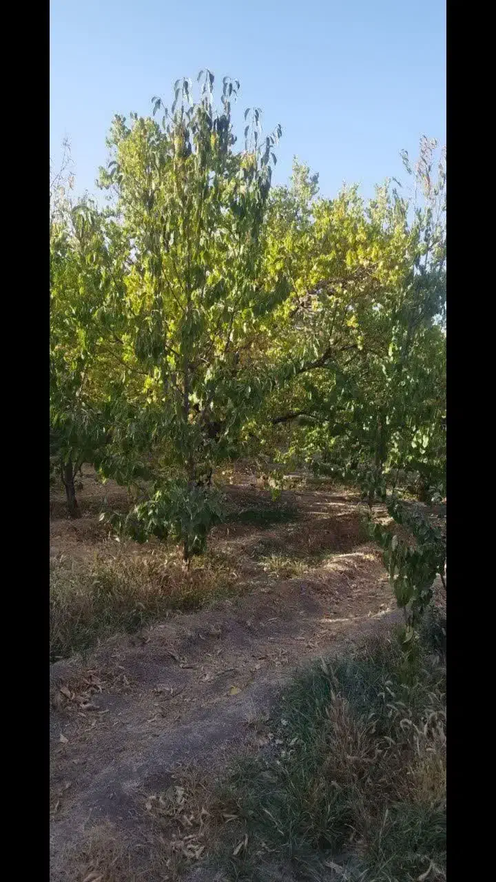 فروش زمین کشاورزی|فروش زمین و ملک کلنگی|خلجستان, |دیوار