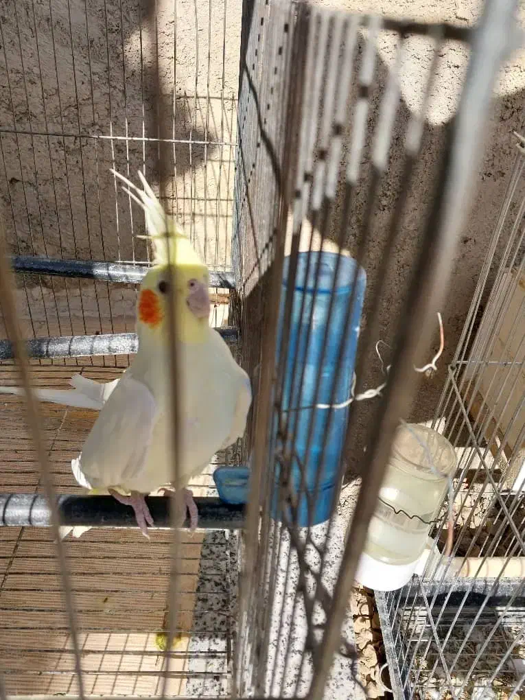 فروش عروس هلندی لوتینو|پرنده|بیضا, |دیوار