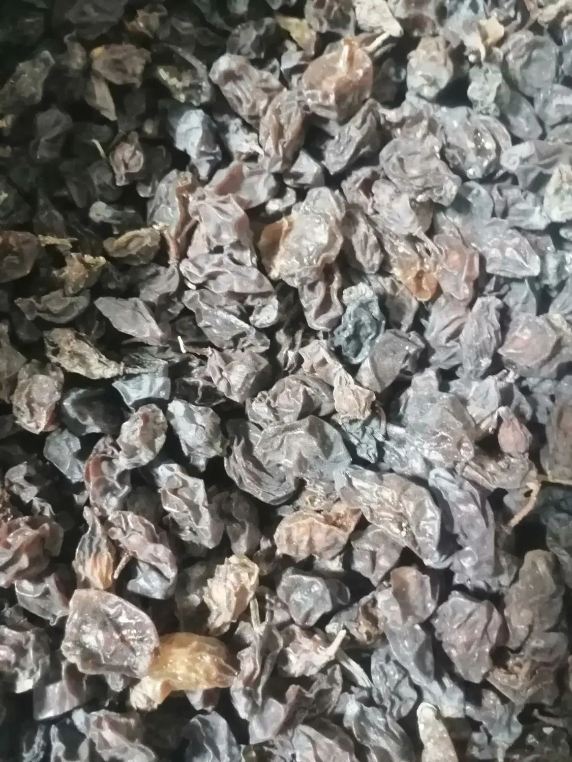 مویزآفتابی امسالی درجه 1|خوردنی و آشامیدنی|شیراز, دشت چنار|دیوار