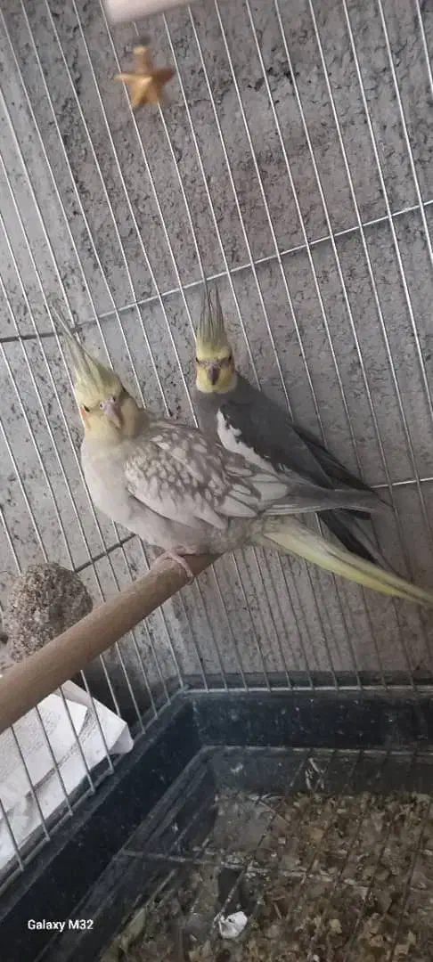 عروس هلندی|پرنده|دره شهر, |دیوار