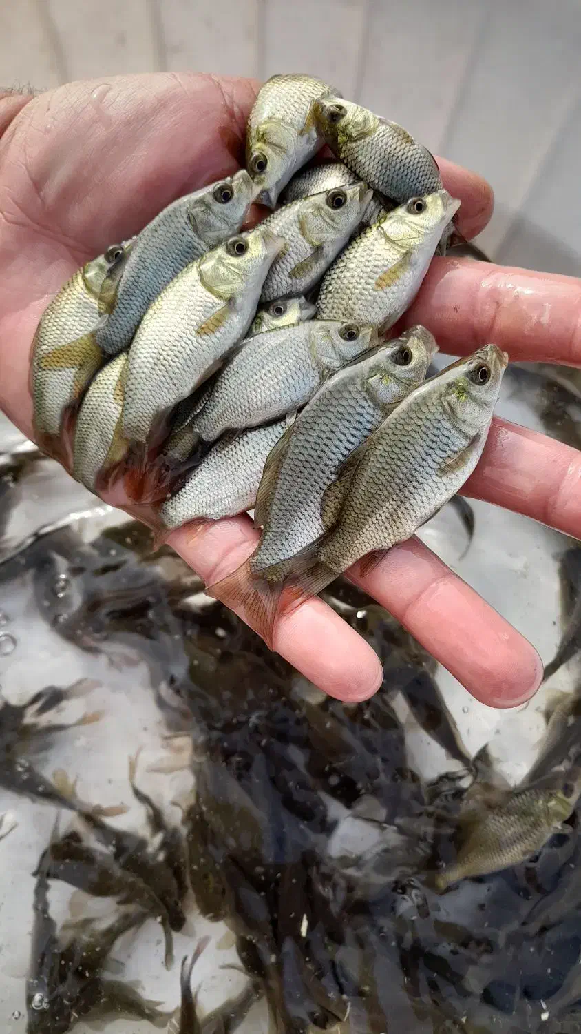 بچه ماهی کپور|ماهی|رشت, شهرک شهید عباسپور|دیوار