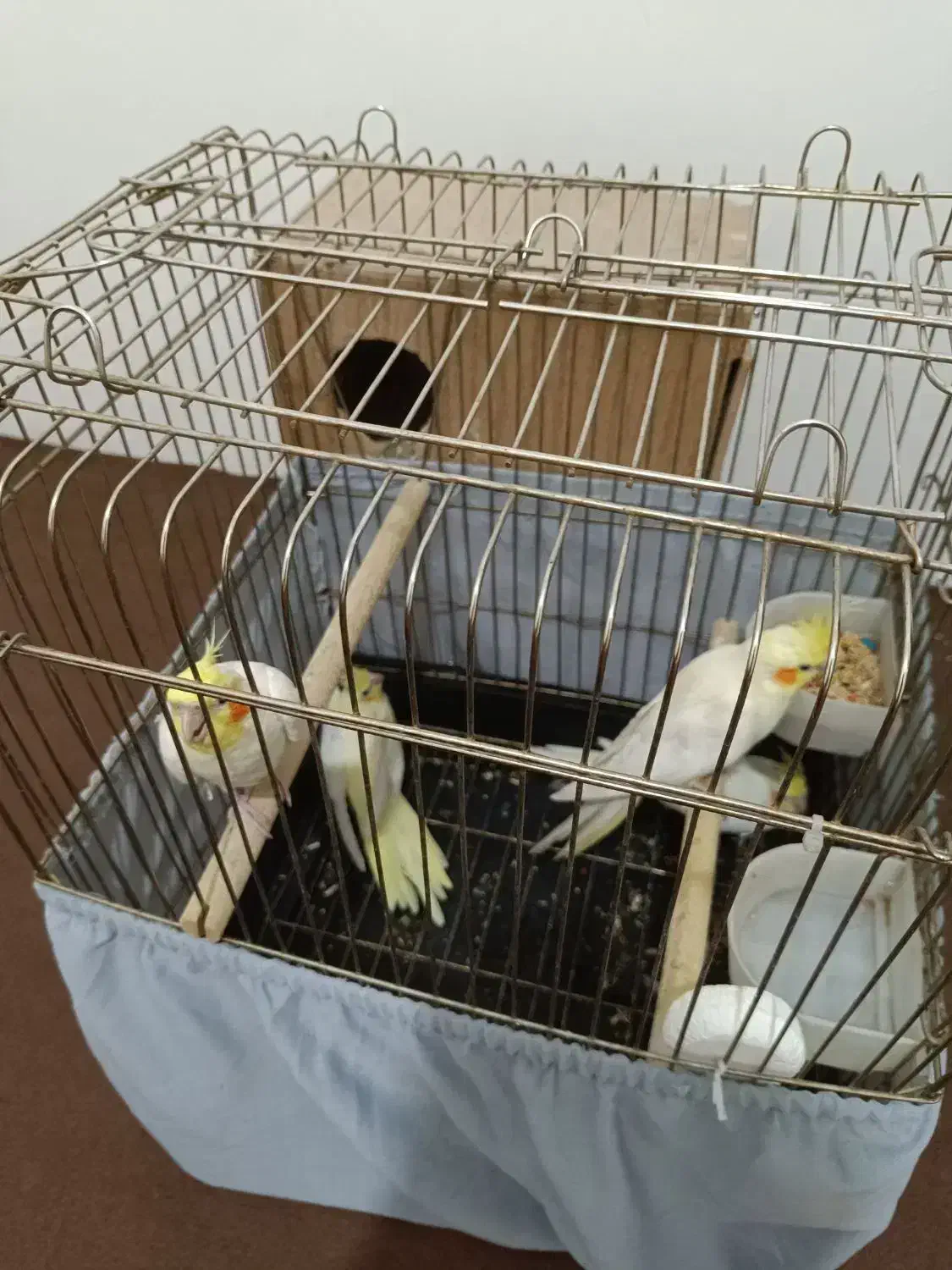 جفت مولد عروس لوتینو هلندی|پرنده|قم, در بهشت|دیوار