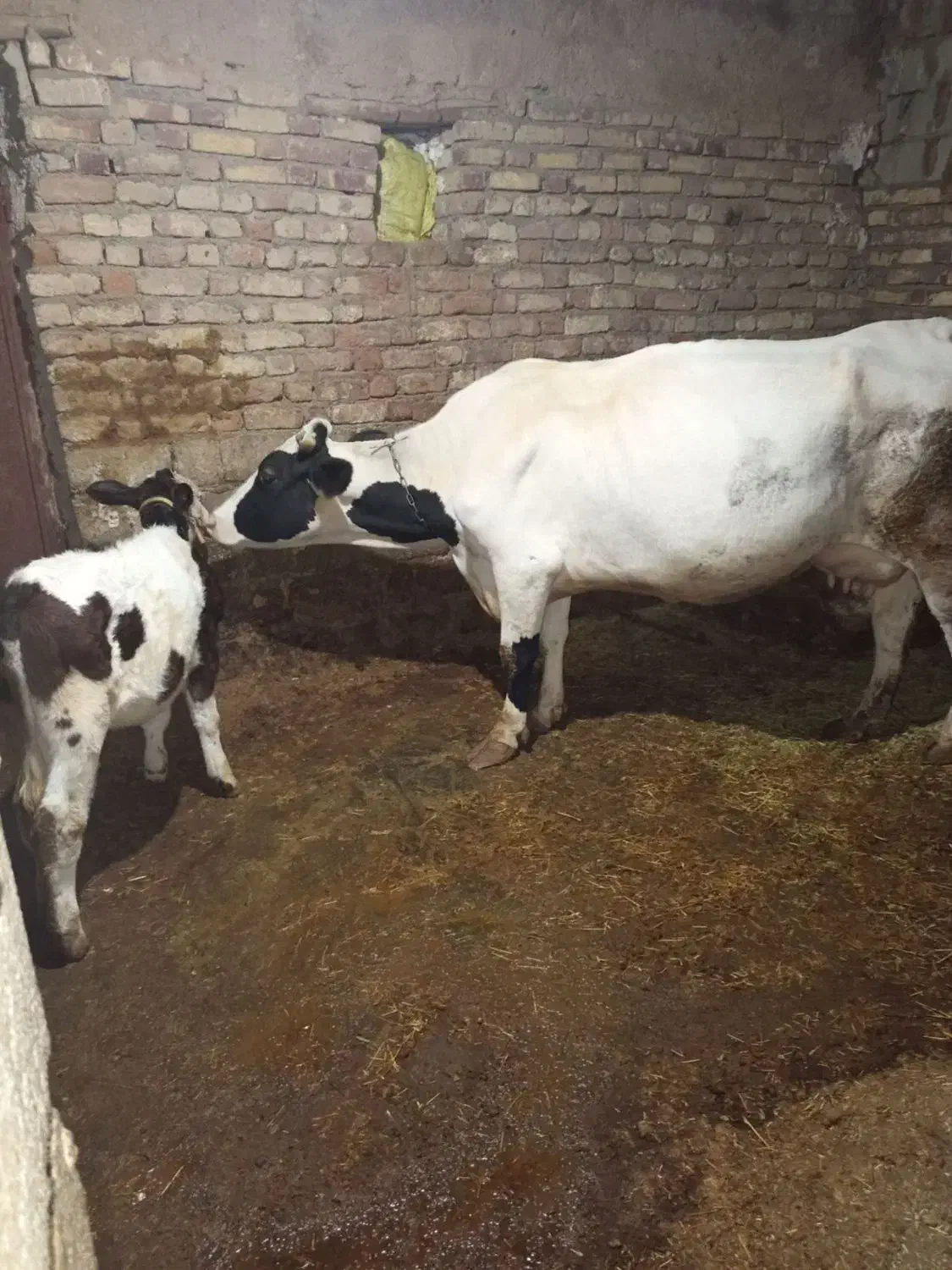 گاو و گوساله|حیوانات مزرعه|سنندج, |دیوار