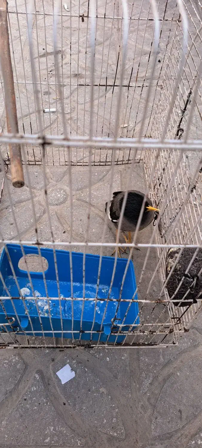 مرغ مینا جوجه|پرنده|فسا, |دیوار