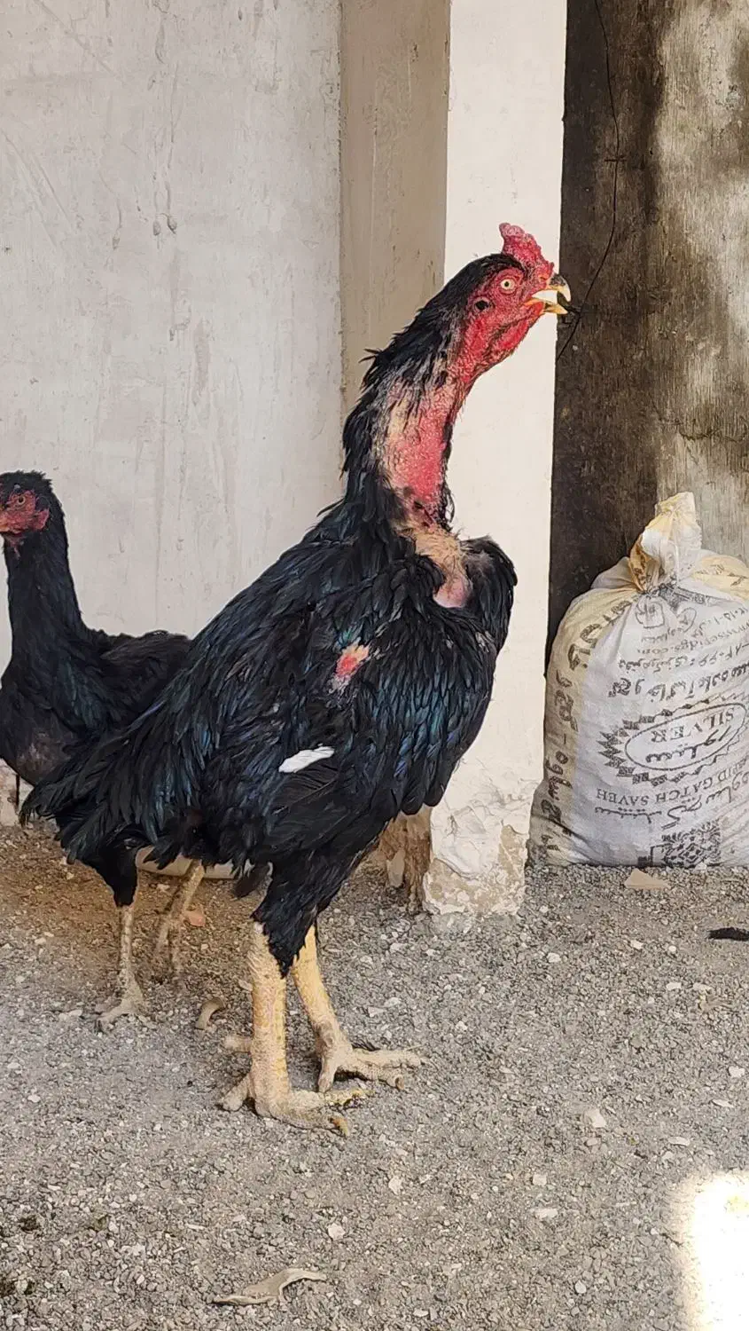 تخم مرغ لاری یتیغ مشکی و طوسی|حیوانات مزرعه|خاوران, |دیوار