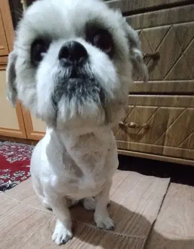 سگ شیتزو خانگی|سگ|اصفهان, رکن الدوله شرقی|دیوار