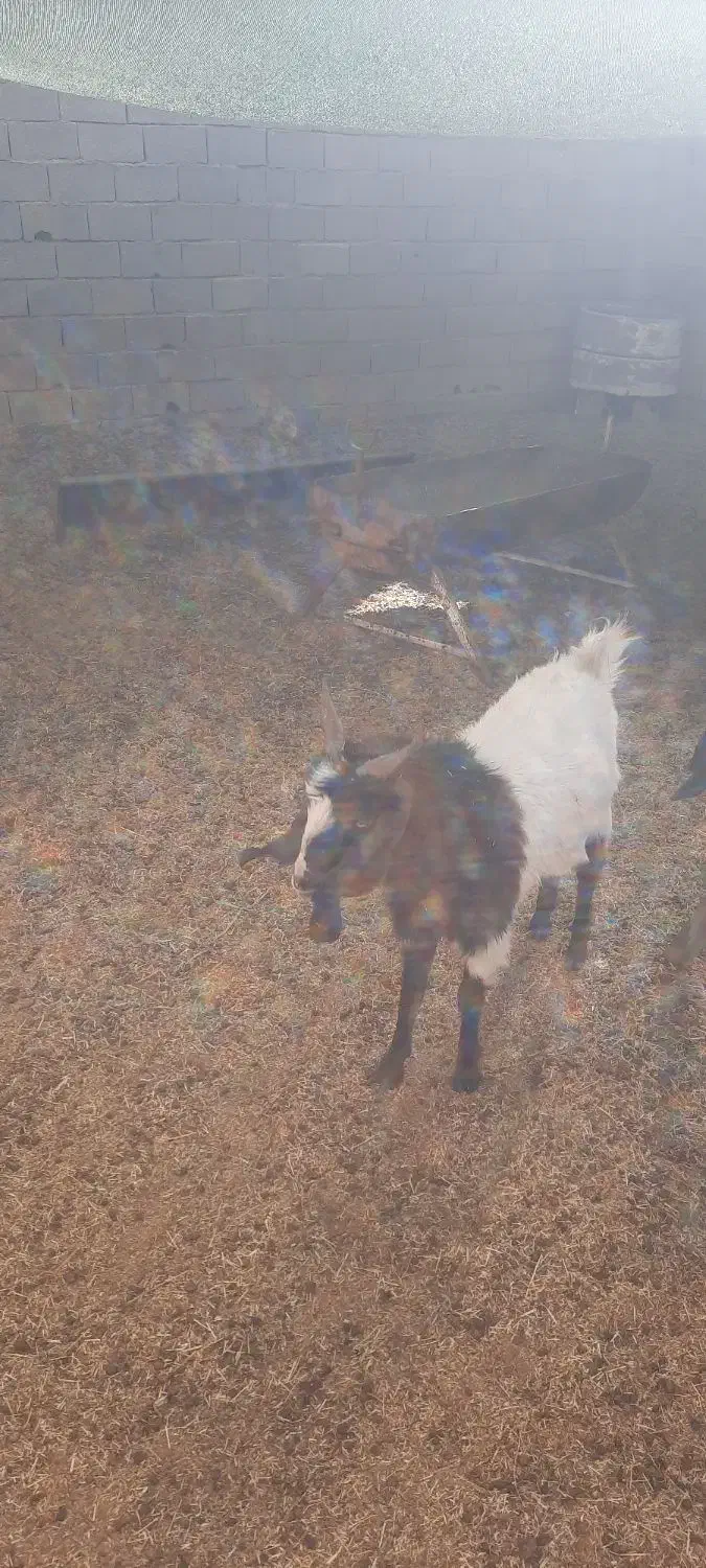 بز ماده|حیوانات مزرعه|خمینی‌شهر, |دیوار