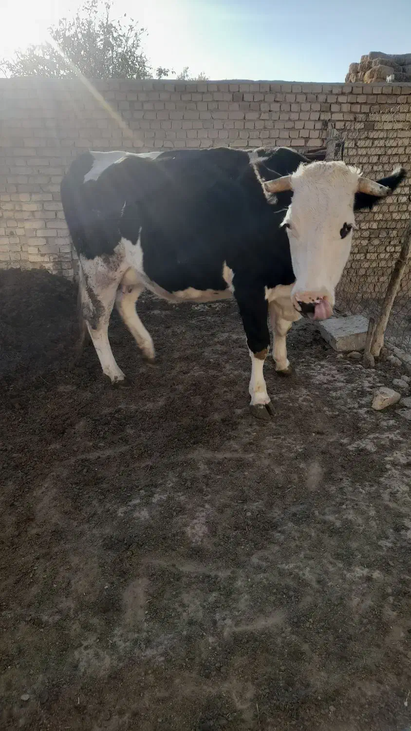 گاو سیمینتال جوان|حیوانات مزرعه|ضیاء آباد, |دیوار