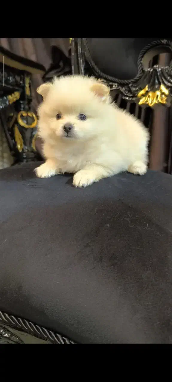 واگذاری توله پامر|سگ|بابلسر, |دیوار