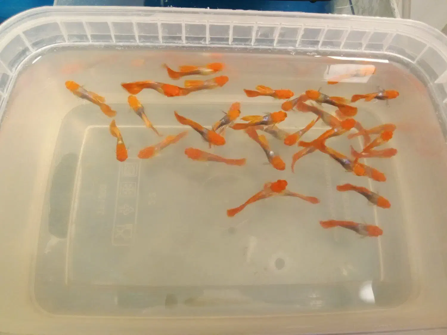 گوپی کینک کوی|ماهی|تهران, زعفرانیه|دیوار