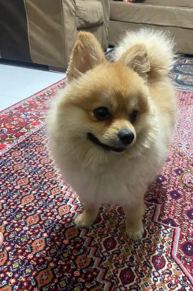 سگ گمشده مژدگانی خوب|حیوانات|سنندج, |دیوار