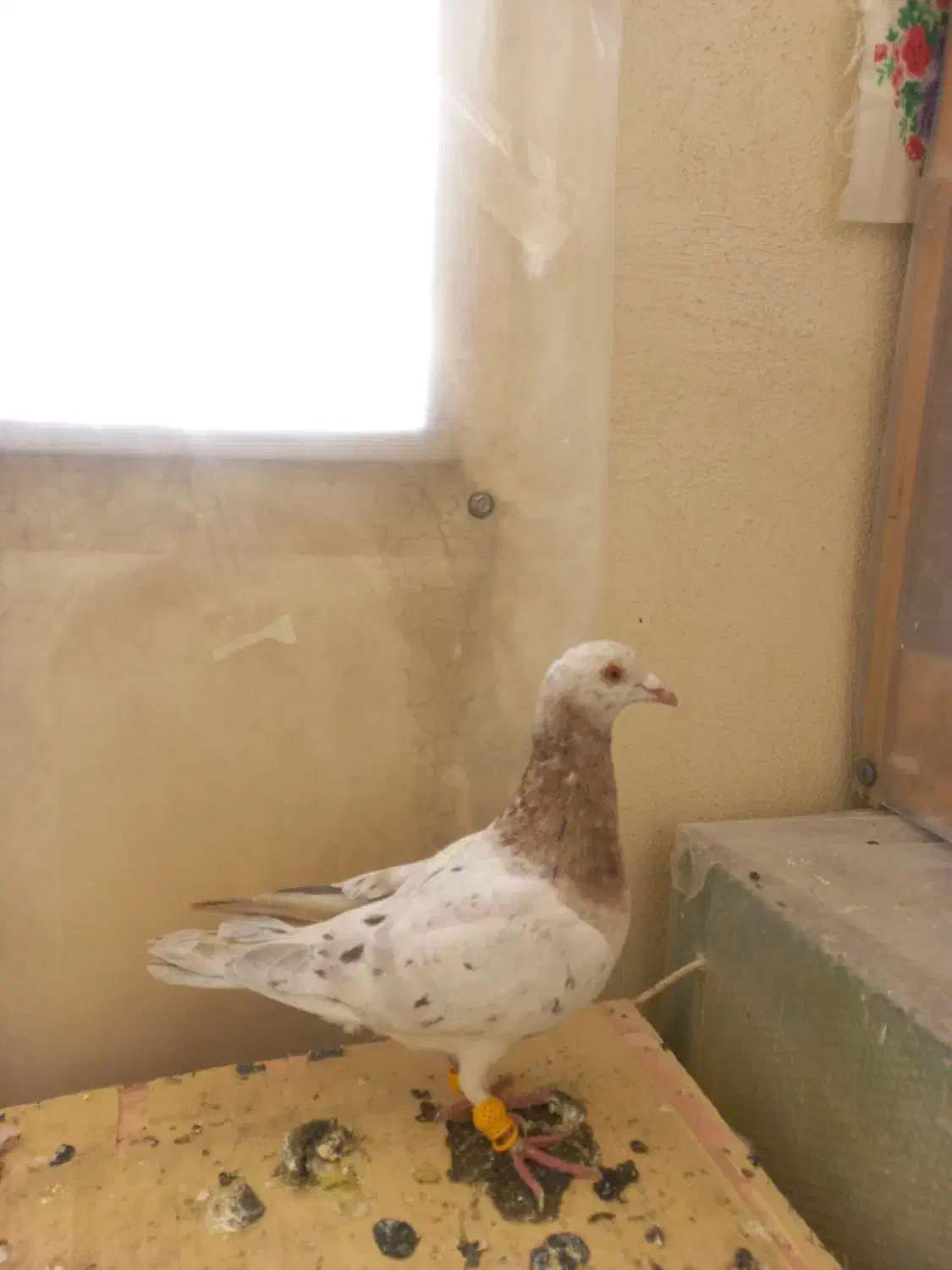 ۲ تا هفرنگ|پرنده|محمدیه-قزوین, |دیوار