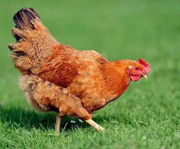 مرغ|حیوانات مزرعه|زنجانرود, |دیوار