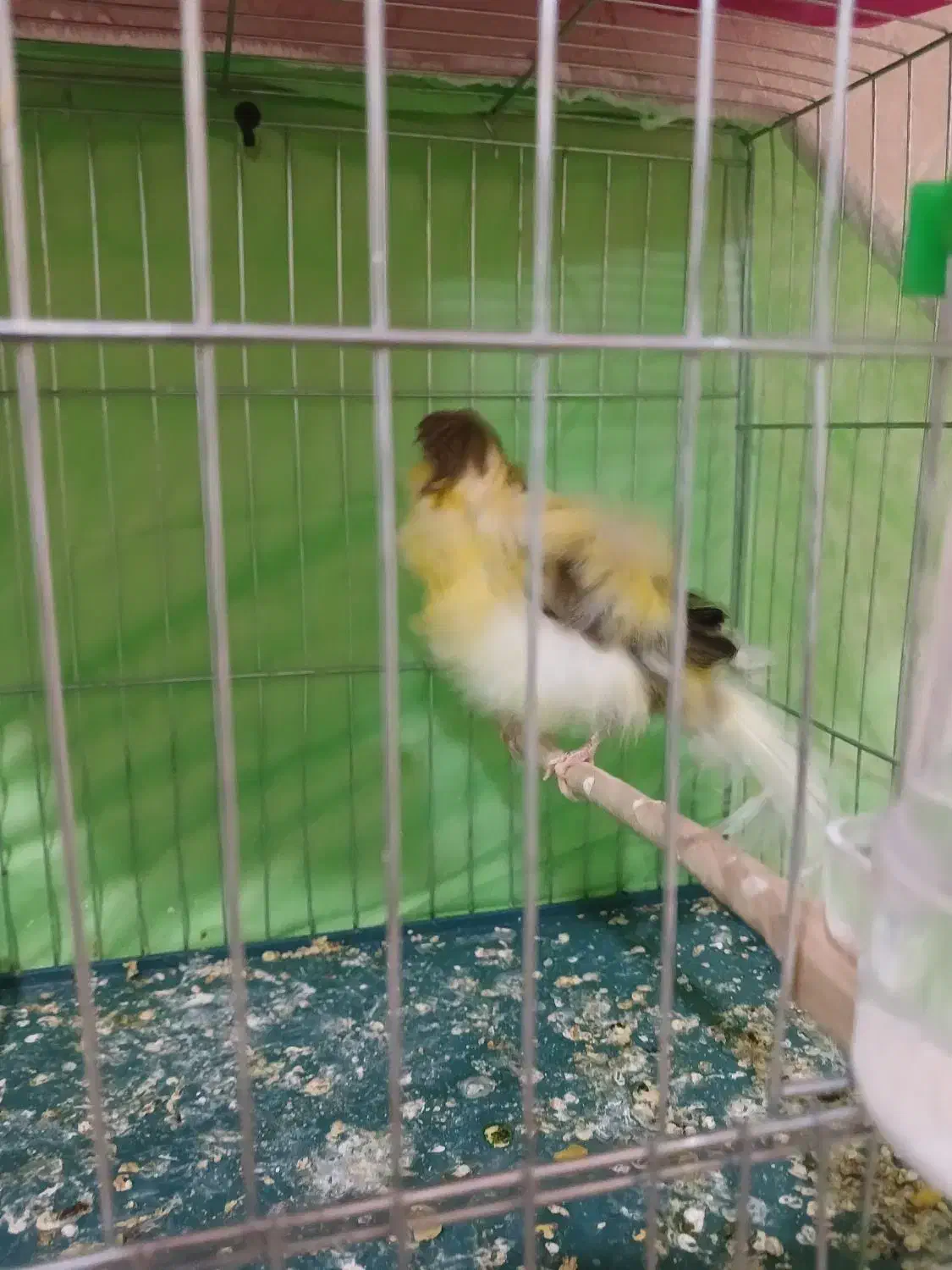 قناری نر جوجه|پرنده|قرچک, مهدیه|دیوار