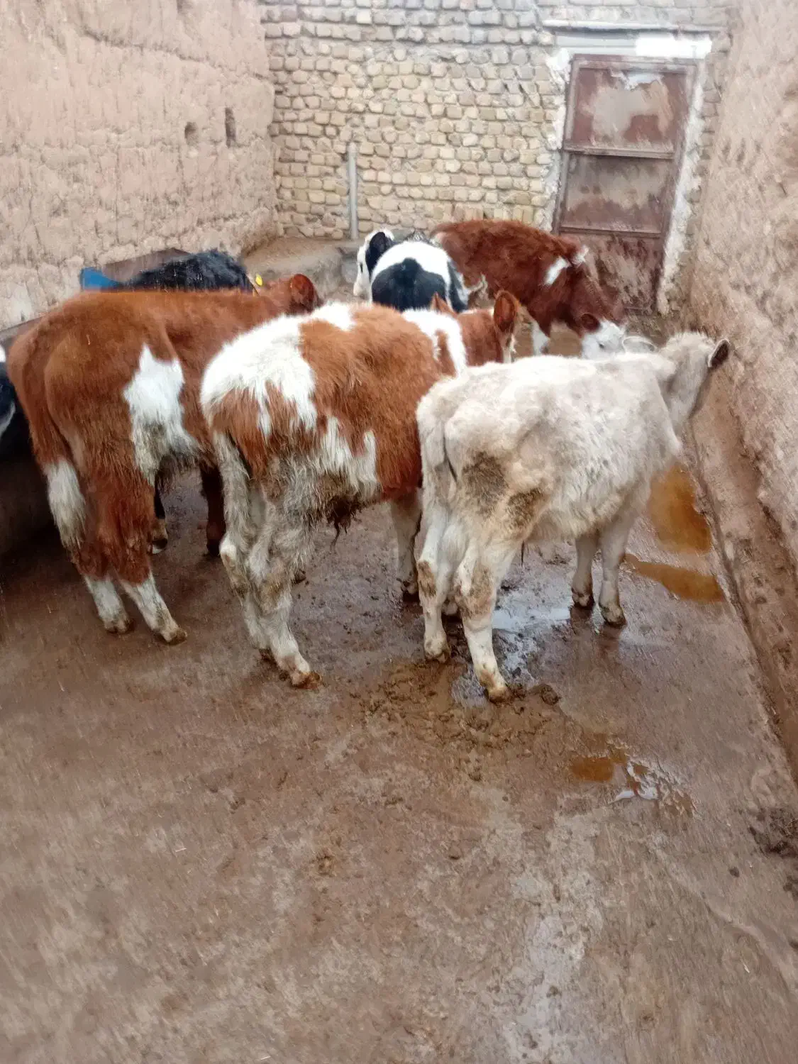 گوساله سیمنتال های لوکس|حیوانات مزرعه|رامند, |دیوار