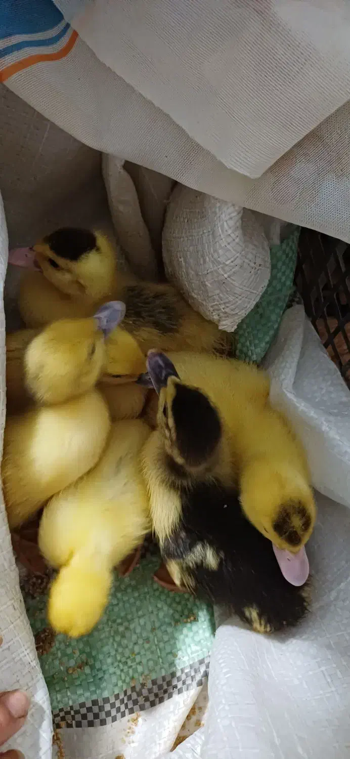 جوجه اردک هلندی|حیوانات مزرعه|قائم‌شهر, |دیوار