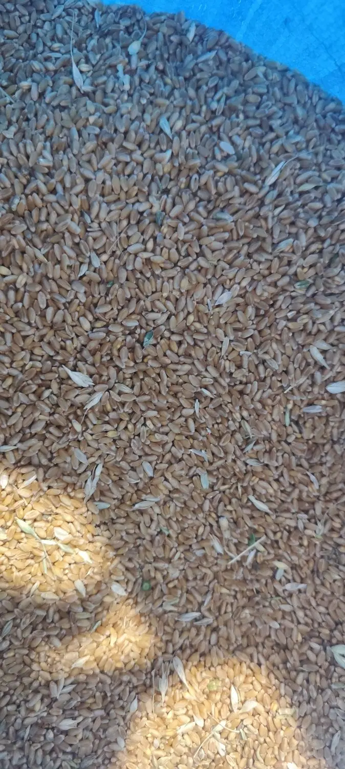 گندم|خوردنی و آشامیدنی|کهنوج, |دیوار