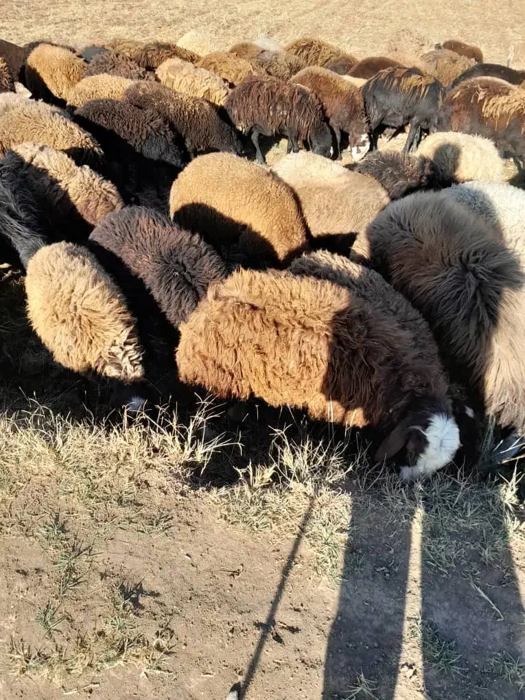 فروش گوسفند توغلی نر و ماده|حیوانات مزرعه|اردبیل, |دیوار