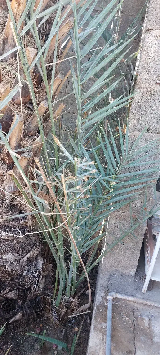 گنتار موروکو|گل و گیاه طبیعی|خورموج, |دیوار