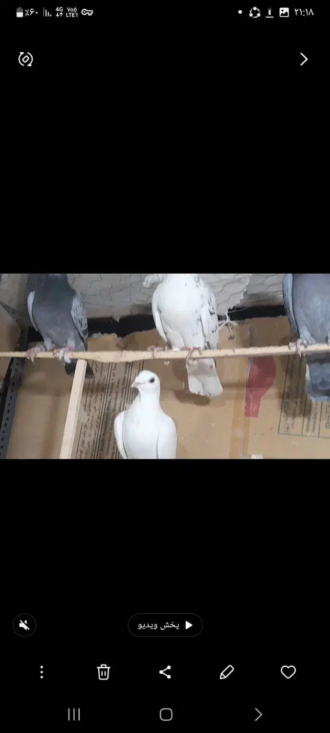 کبوتر پرشی|پرنده|درگز, |دیوار