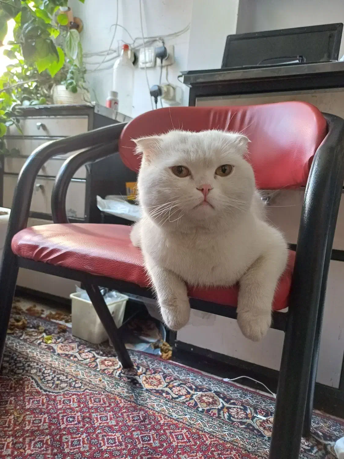 واگزاری گربه اسکاتیش|گربه|زنجان, |دیوار